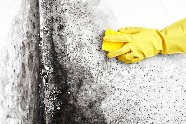 Best Certified Mold Removal  in Chamberlain, SD
