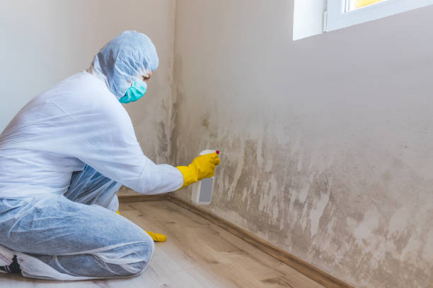 Best Mold Damage Repair  in Chamberlain, SD