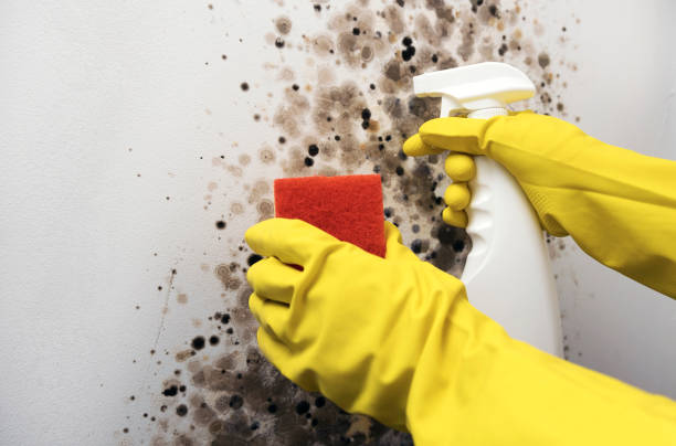Best Mold Removal Company Near Me  in Chamberlain, SD